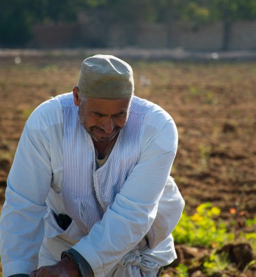 MED-LINKS EU Project, farmer in the field